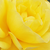 Rumena - Vrtnice Floribunda - Friesia®